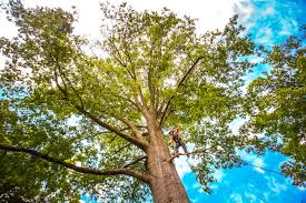  National City, CA Tree Care Pros