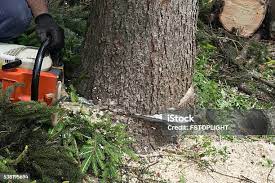 Best Tree Cabling and Bracing  in National City, CA