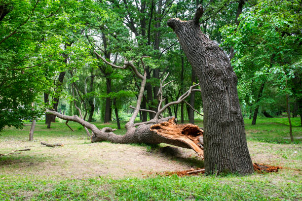 Best Lawn Disease Treatment  in National City, CA