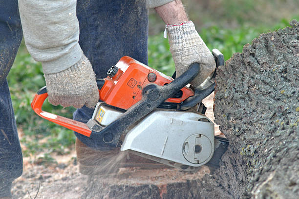 Best Tree Health Inspection  in National City, CA