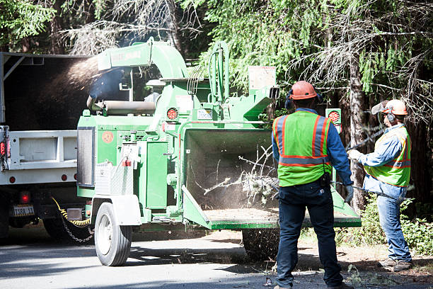 Best Grass Overseeding  in National City, CA