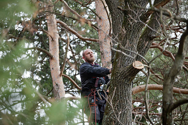 Best Tree Mulching  in National City, CA
