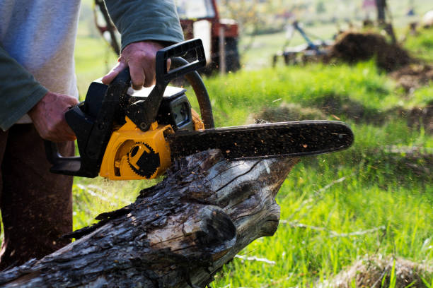 Leaf Removal in National City, CA