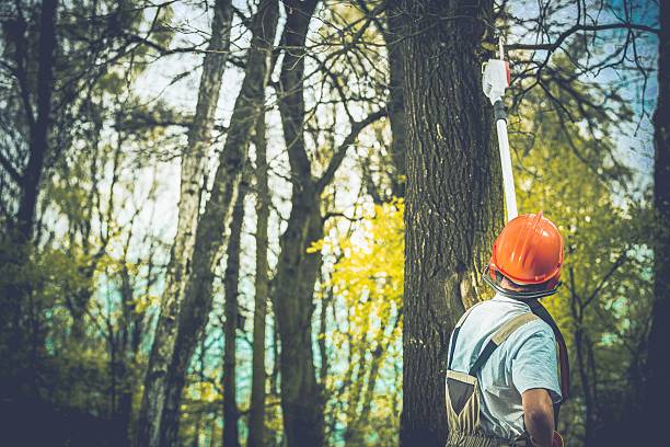 Best Root Management and Removal  in National City, CA
