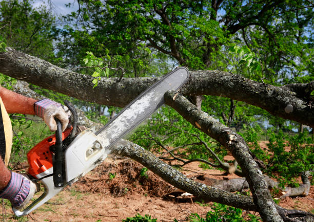 Reliable National City, CA Tree Care Solutions