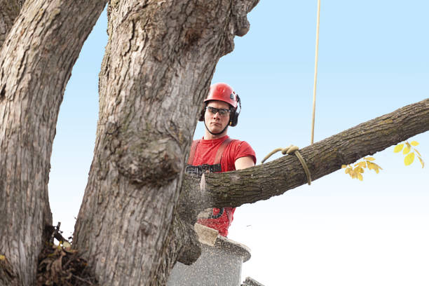 Best Leaf Removal  in National City, CA