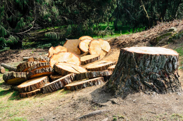 Best Seasonal Cleanup (Spring/Fall)  in National City, CA